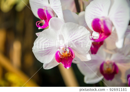 Orchid flower, Phalaenopsis Amabilis 92691181