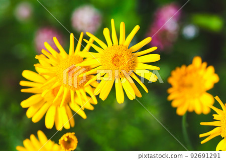 Yellow Dahlberg daisy flowers in summer garden, Yellow Dahlberg daisy flowers in summer garden, 92691291