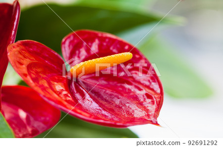 Anthurium, macro photo of red heart shaped flower 92691292