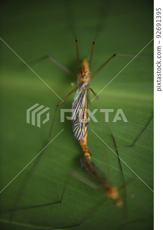 long-legged insects perched on leaves 92691395