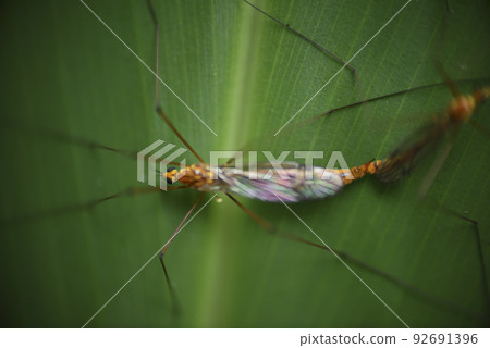 long-legged insects perched on leaves 92691396