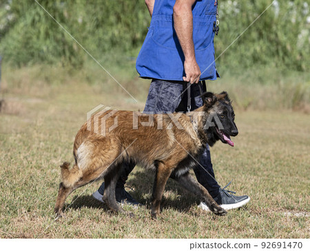 training of belgian shepherd training of belgian shepherd 92691470