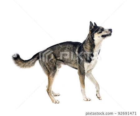 siberian husky in studio 92691471