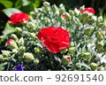 bright carnation 92691540