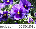 Purple pansy 92691541
