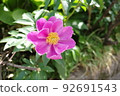 small peonies 92691543