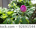 Bud of Peony 92691544