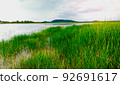 Lepironia articulata field with lake and nature landscape background. 92691617