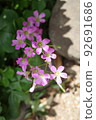 Pink flowers 92691686