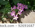 Pink flowers 92691687