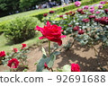 Rose rose red rose 92691688