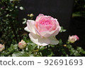 Pink and white roses 92691693