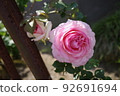 Rose of pink 92691694