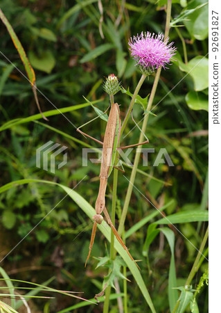 Okamakiri Okamakiri 92691827