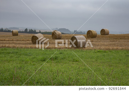 land of wheat rolls 92691844