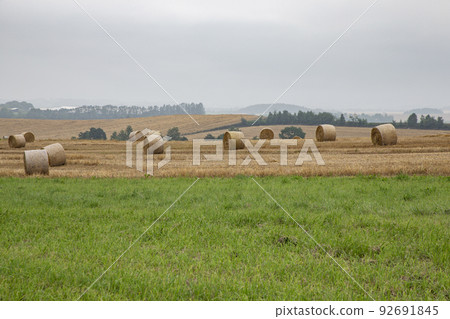 land of wheat rolls 92691845