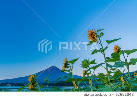 (山梨縣)河口湖大石公園的向日葵和富士山 (山梨縣)河口湖大石公園的向日葵和富士山 92691848