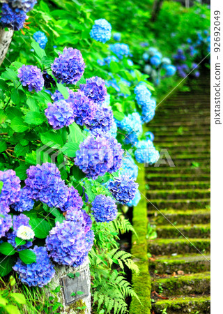 Hydrangea blooming in summer Hydrangea blooming in summer 92692049