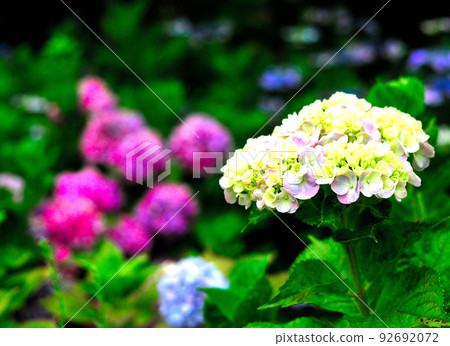 在夏天盛開的繡球花 92692072