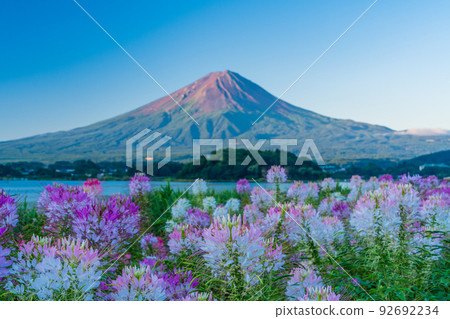 (Yamanashi Prefecture) Lake Kawaguchi and Oishi Park Cleome (Yamanashi Prefecture) Lake Kawaguchi and Oishi Park Cleome 92692234