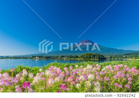 （山梨縣）河口湖和大石公園 Cleome 92692242