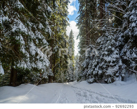 Mountain forest in winter Mountain forest in winter 92692293