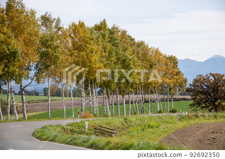 Row of birch trees with yellow leaves Row of birch trees with yellow leaves 92692350