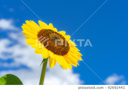 Sun Flower  92692441