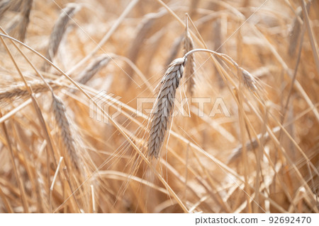 ripening rye ears in sunlight close up ripening rye ears in sunlight close up 92692470