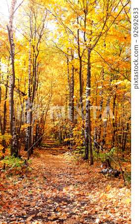 Calm fall season. Beautiful landscape with road in autumn forest. Maples and oaks trees with yellow and orange leaves 92692633