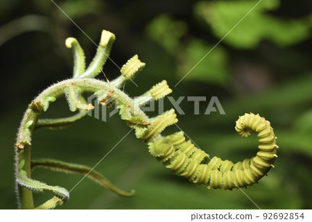 蕨類植物生長的捲曲嫩葉 92692854