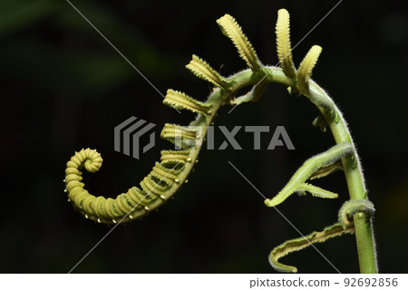 蕨類植物生長的捲曲嫩葉 92692856