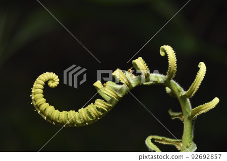 蕨類植物生長的捲曲嫩葉 92692857