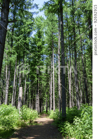 北海道洞爺湖中島漫步 北海道洞爺湖中島漫步 92692915