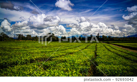 Panoramic view to tea plantation, Waga valley near Mount Hagen, Papua new Guinea Panoramic view to tea plantation, Waga valley near Mount Hagen, Papua new Guinea 92693042