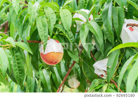 果園桃子即將收成白桃 92693180