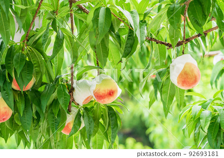 果園桃子即將收成白桃 92693181