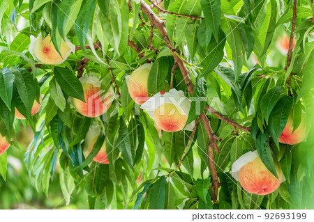 Harvesting soon, orchard peach white peach Harvesting soon, orchard peach white peach 92693199