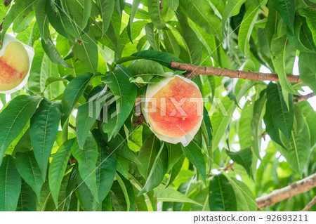 Harvesting soon, orchard peach white peach 92693211
