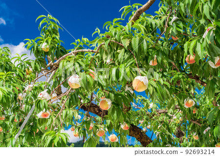 Harvesting soon, orchard peach white peach 92693214