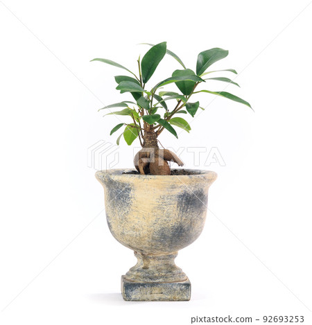 Banyan banyan potted plant with foliage plant, Kijimuna [white background] 92693253