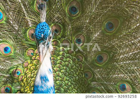 Peacock spreading wings 92693258