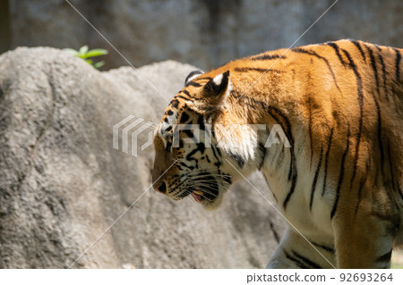 Cool tiger 92693264