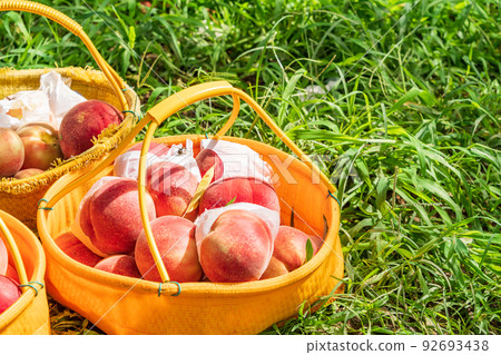 Peach harvested from the orchard White peach 92693438