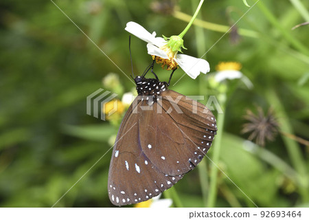 Beautiful blue monarch butterfly sucking nectar on a flower 92693464
