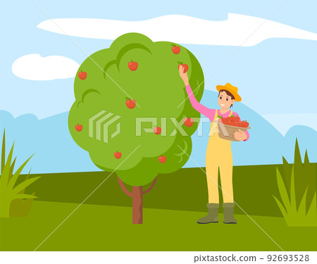 Farmer Man Gathering Apples from Tree into Basket 92693528