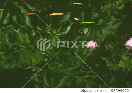 在西表島的浦內川流淌的漂亮的粉色相間花 92694090