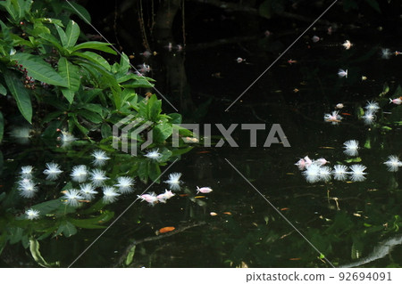 西表島浦內川流淌著只開一晚的神秘花巴林托尼亞 西表島浦內川流淌著只開一晚的神秘花巴林托尼亞 92694091
