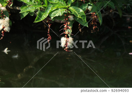 只開一晚的神秘之花 西表島的巴林托尼亞 只開一晚的神秘之花 西表島的巴林托尼亞 92694093