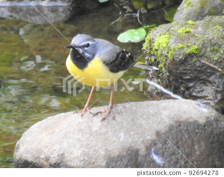 A cute wagtail staring at us by the riverside A cute wagtail staring at us by the riverside 92694278